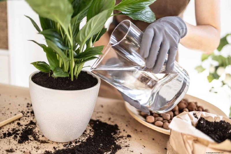Friedenslilienpflege:8 Tipps für eine gleichmäßige Blüte | [Ihr Markenname] 
