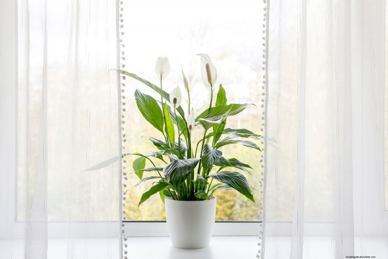 Friedenslilienpflege:8 Tipps für eine gleichmäßige Blüte | [Ihr Markenname] 