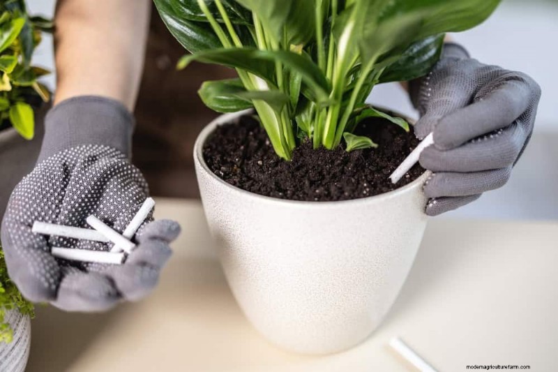 Friedenslilienpflege:8 Tipps für eine gleichmäßige Blüte | [Ihr Markenname] 