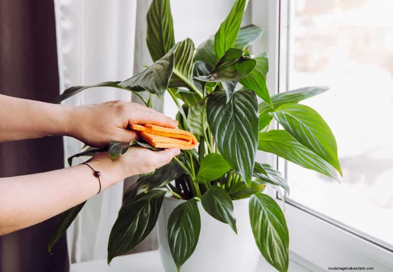 Friedenslilienpflege:8 Tipps für eine gleichmäßige Blüte | [Ihr Markenname] 