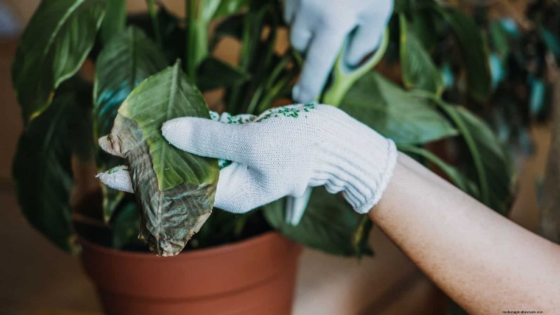 Friedenslilienpflege:8 Tipps für eine gleichmäßige Blüte | [Ihr Markenname] 