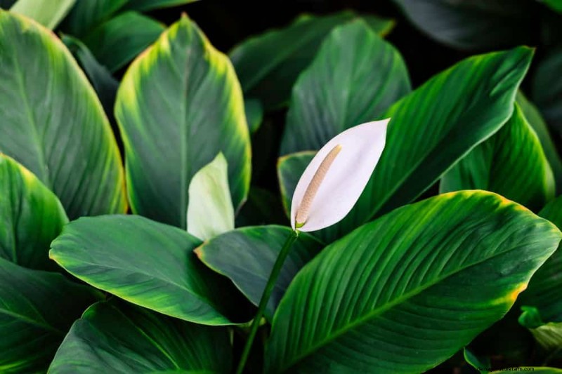 Friedenslilienpflege:8 Tipps für eine gleichmäßige Blüte | [Ihr Markenname] 