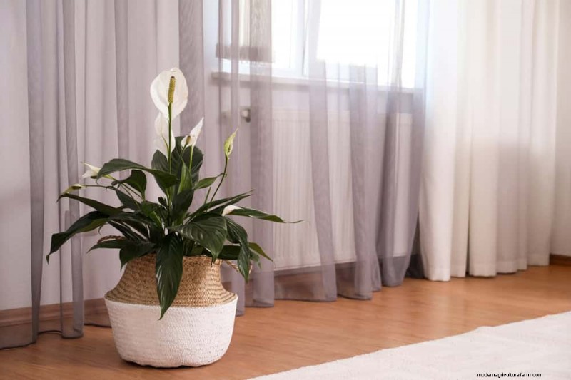 Friedenslilienpflege:8 Tipps für eine gleichmäßige Blüte | [Ihr Markenname] 
