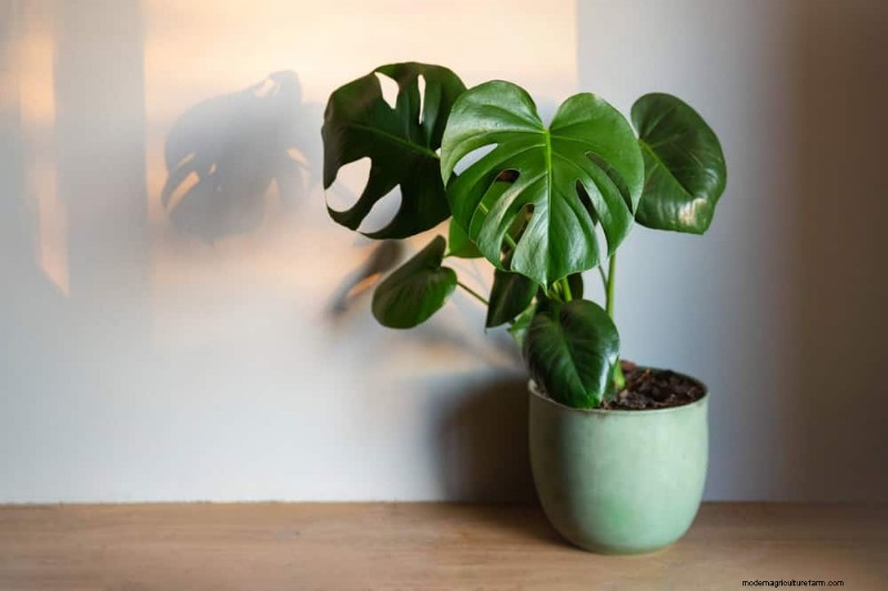 Pemangkasan Monstera:Tips Ahli untuk Pertumbuhan &Bentuk yang Sehat 