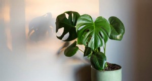 Monstera-snoei:tips van experts voor een gezonde groei en vorm 