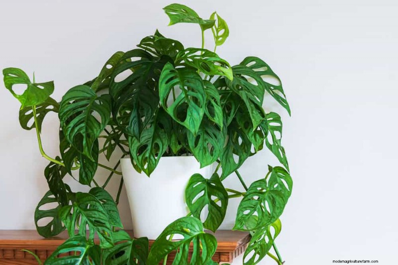 Pemangkasan Monstera:Tips Ahli untuk Pertumbuhan &Bentuk yang Sehat 