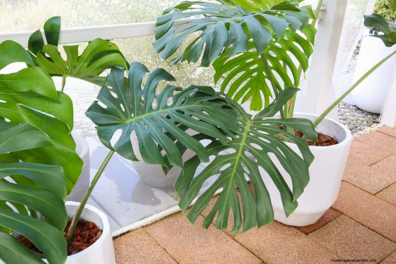 Pemangkasan Monstera:Tips Ahli untuk Pertumbuhan &Bentuk yang Sehat 