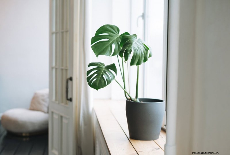 Pemangkasan Monstera:Tips Ahli untuk Pertumbuhan &Bentuk yang Sehat 