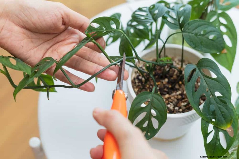 Pemangkasan Monstera:Tips Ahli untuk Pertumbuhan &Bentuk yang Sehat 