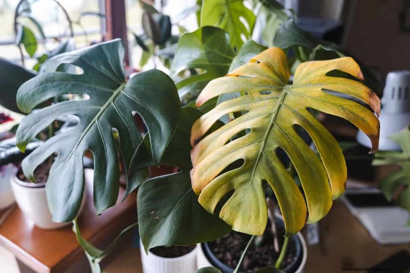 Pemangkasan Monstera:Tips Ahli untuk Pertumbuhan &Bentuk yang Sehat 