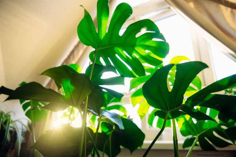 Pemangkasan Monstera:Tips Ahli untuk Pertumbuhan &Bentuk yang Sehat 