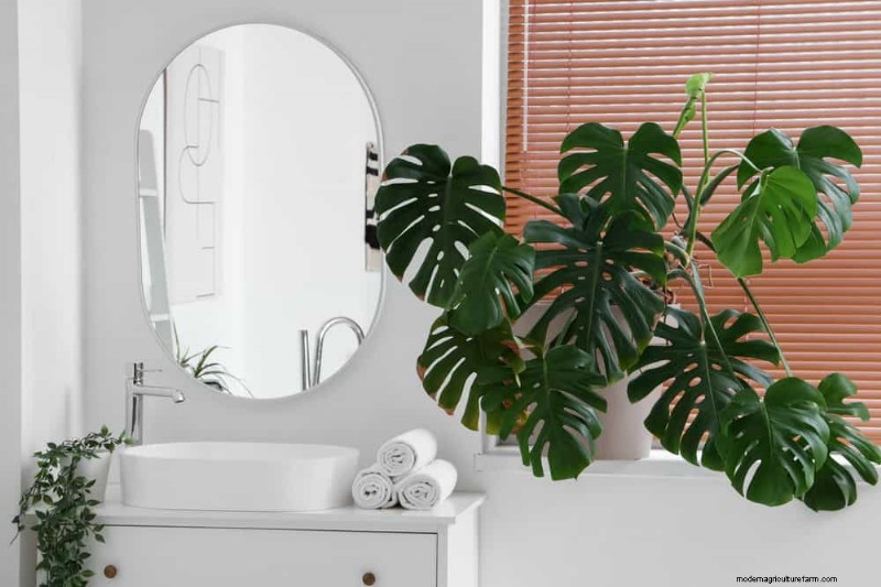 Pemangkasan Monstera:Tips Ahli untuk Pertumbuhan &Bentuk yang Sehat 