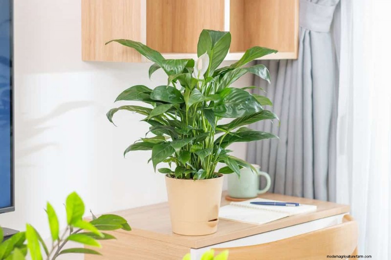 Boost Peace Lily Blooms:10 tips van experts voor meer bloemen 