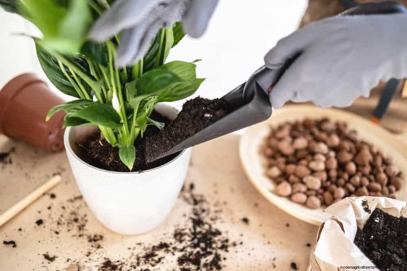 Boost Peace Lily Blooms:10 tips van experts voor meer bloemen 