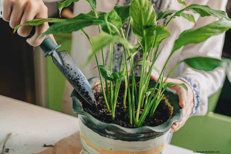 Boost Peace Lily Blooms:10 tips van experts voor meer bloemen 