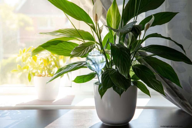 Boost Peace Lily Blooms:10 tips van experts voor meer bloemen 
