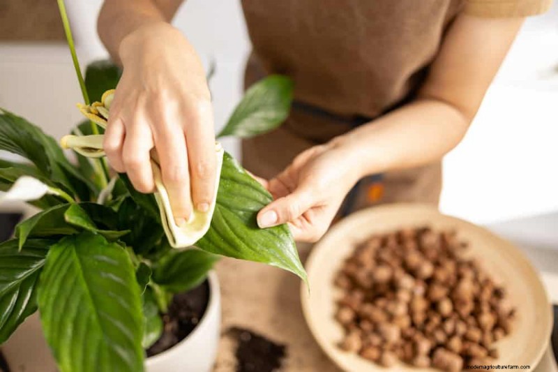 Boost Peace Lily Blooms:10 tips van experts voor meer bloemen 