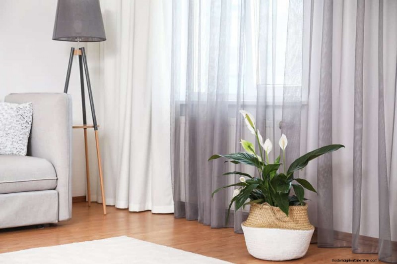 Boost Peace Lily Blooms:10 tips van experts voor meer bloemen 