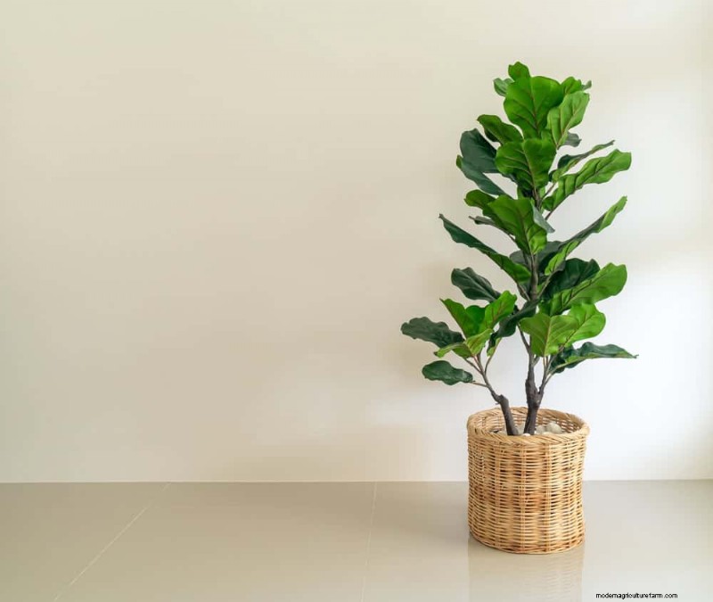Potatura del fico con foglie di violino:10 consigli degli esperti per una crescita sana 
