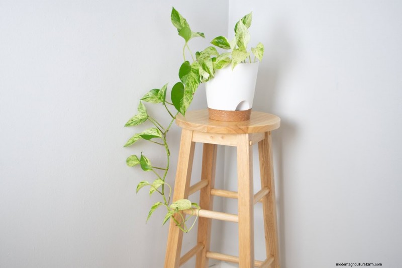 Pothos Training:10 semplici consigli per l arrampicata e il trailing 