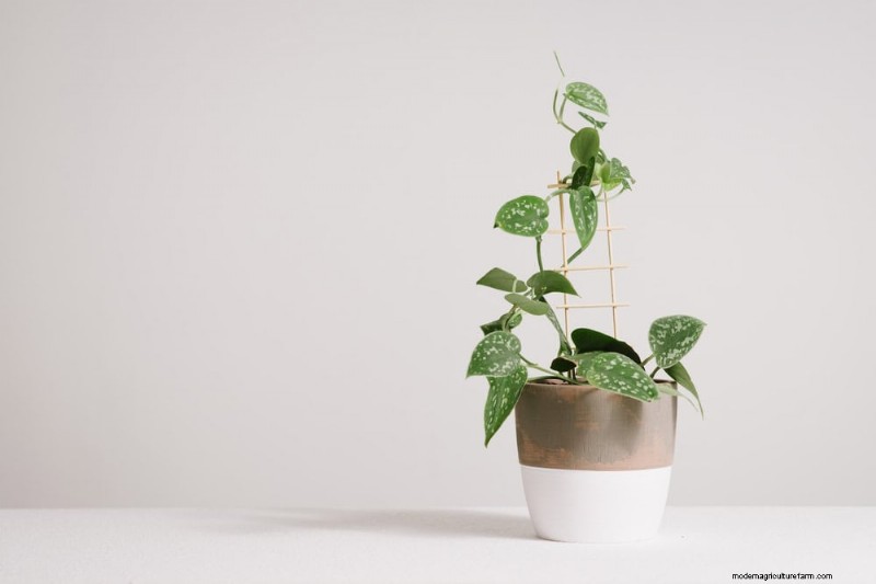 Pothos Training:10 semplici consigli per l arrampicata e il trailing 