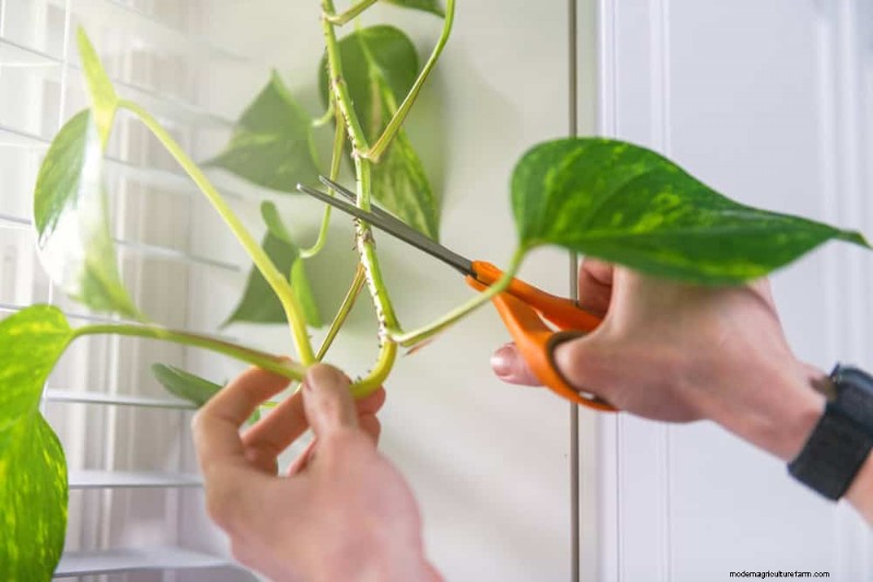 Pothos Training:10 semplici consigli per l arrampicata e il trailing 
