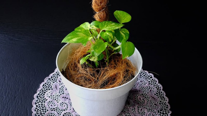 Pothos Training:10 semplici consigli per l arrampicata e il trailing 