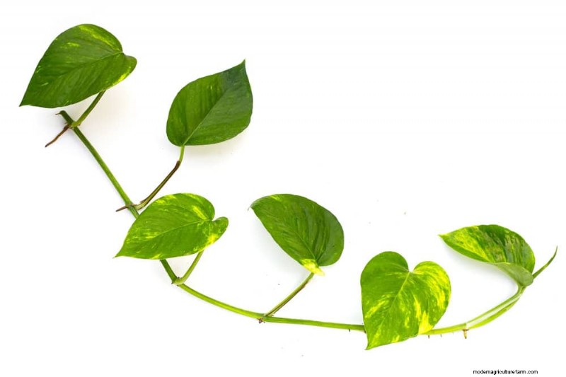 Pothos Training:10 semplici consigli per l arrampicata e il trailing 