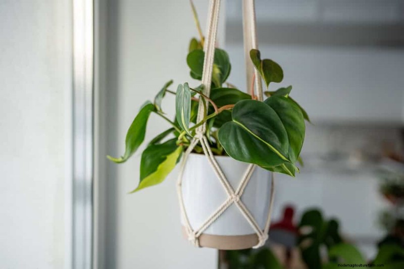 Pothos Training:10 semplici consigli per l arrampicata e il trailing 
