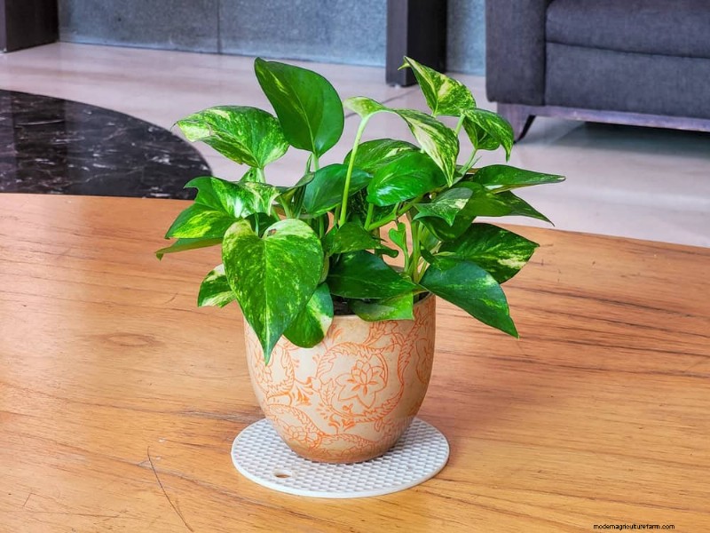 Pothos Training:10 semplici consigli per l arrampicata e il trailing 