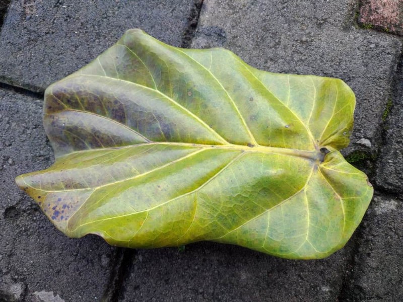 Fiddle Leaf Fig-problemen:probleemoplossing en oplossingen 