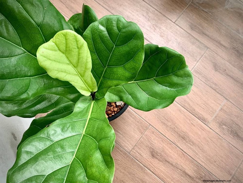 Fiddle Leaf Fig-problemen:probleemoplossing en oplossingen 