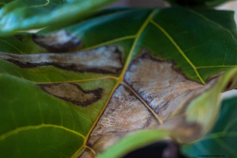 Fiddle Leaf Fig-problemen:probleemoplossing en oplossingen 