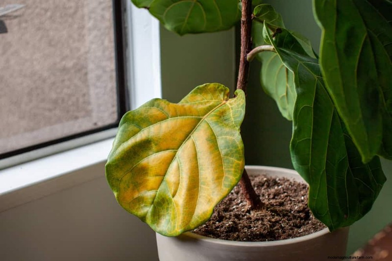 Fiddle Leaf Fig-problemen:probleemoplossing en oplossingen 