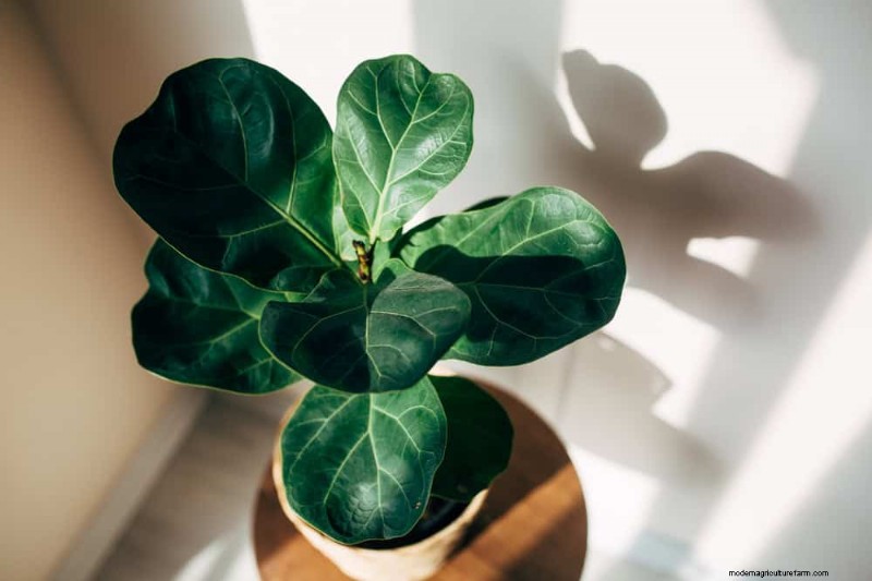 Fiddle Leaf Fig-problemen:probleemoplossing en oplossingen 