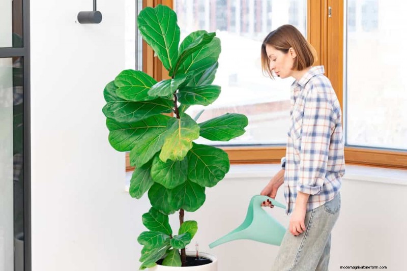 Fiddle Leaf Fig-problemen:probleemoplossing en oplossingen 