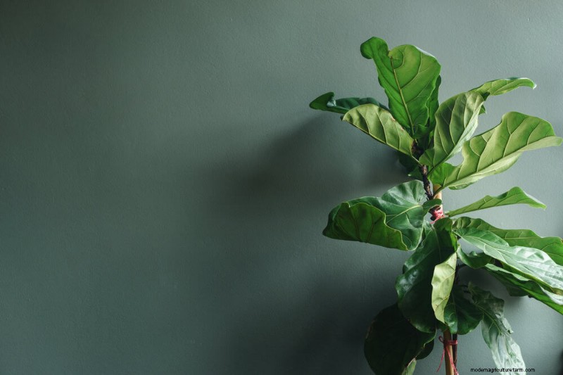Fiddle Leaf Fig-problemen:probleemoplossing en oplossingen 