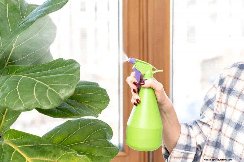 Fiddle Leaf Fig-problemen:probleemoplossing en oplossingen 