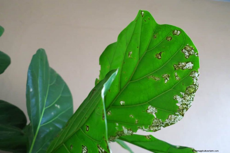 Fiddle Leaf Fig-problemen:probleemoplossing en oplossingen 