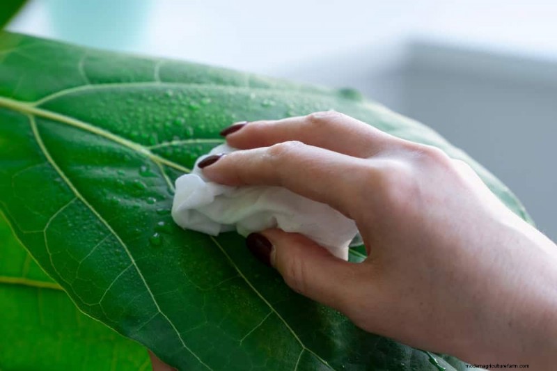 Fiddle Leaf Fig-problemen:probleemoplossing en oplossingen 