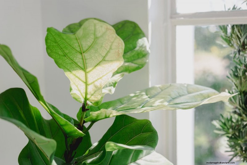 Fiddle Leaf Fig-problemen:probleemoplossing en oplossingen 