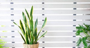 Cuidado de las plantas de serpientes:10 consejos de expertos para un crecimiento óptimo 