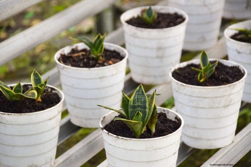 Cuidados com plantas de cobra:10 dicas de especialistas para um crescimento ideal 
