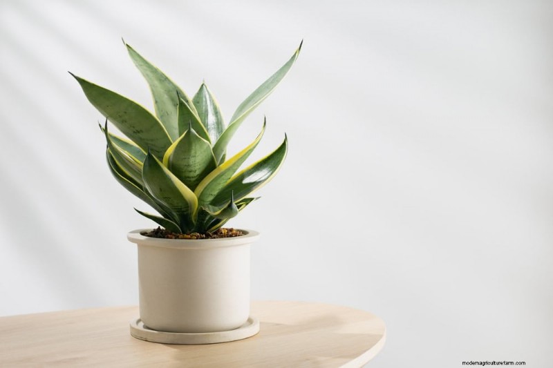 Cuidados com plantas de cobra:10 dicas de especialistas para um crescimento ideal 
