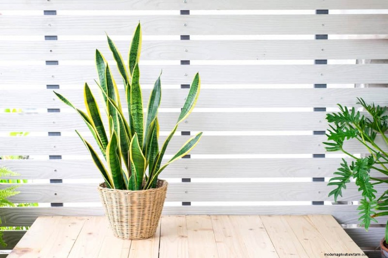 Cuidados com plantas de cobra:10 dicas de especialistas para um crescimento ideal 