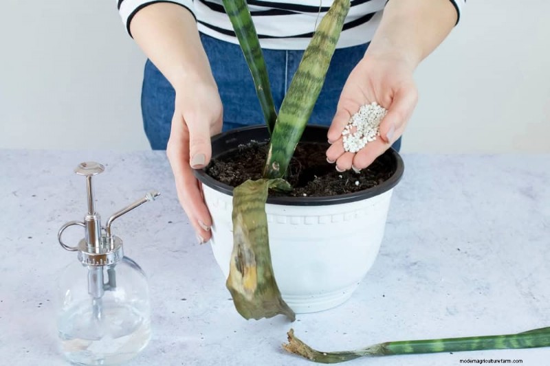 Cuidados com plantas de cobra:10 dicas de especialistas para um crescimento ideal 
