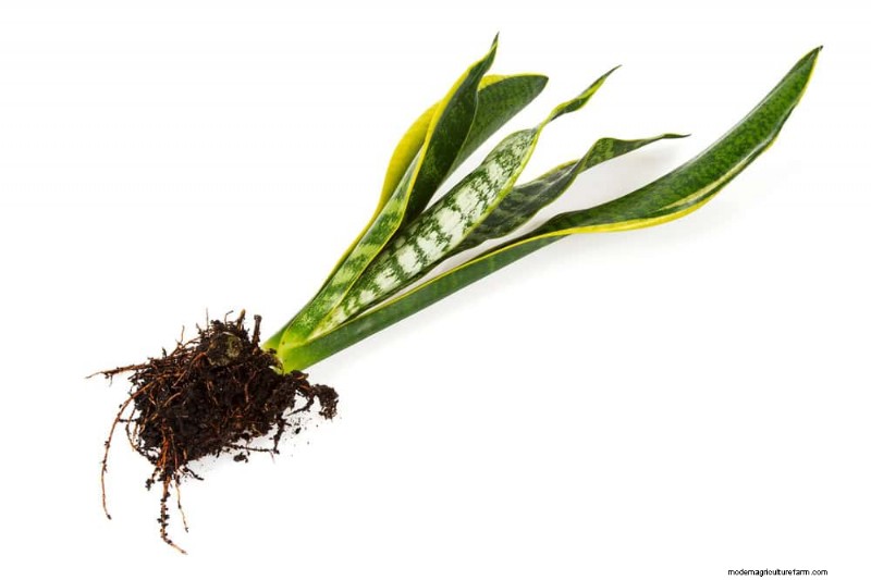 Cuidados com plantas de cobra:10 dicas de especialistas para um crescimento ideal 