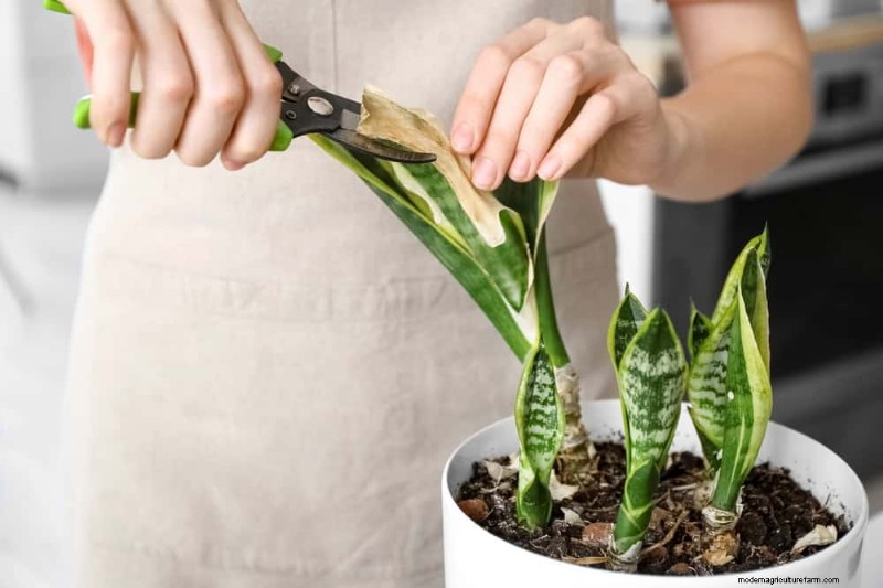 Cuidados com plantas de cobra:10 dicas de especialistas para um crescimento ideal 