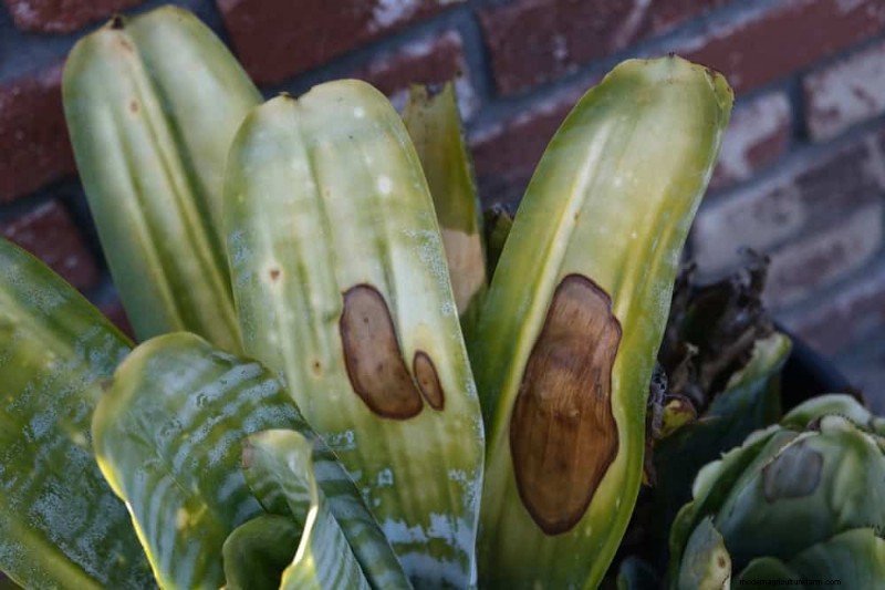 Cuidados com plantas de cobra:10 dicas de especialistas para um crescimento ideal 