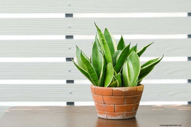 Cuidados com plantas de cobra:10 dicas de especialistas para um crescimento ideal 